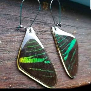 Insectsy Iridescent Butterfly Wing Earrings